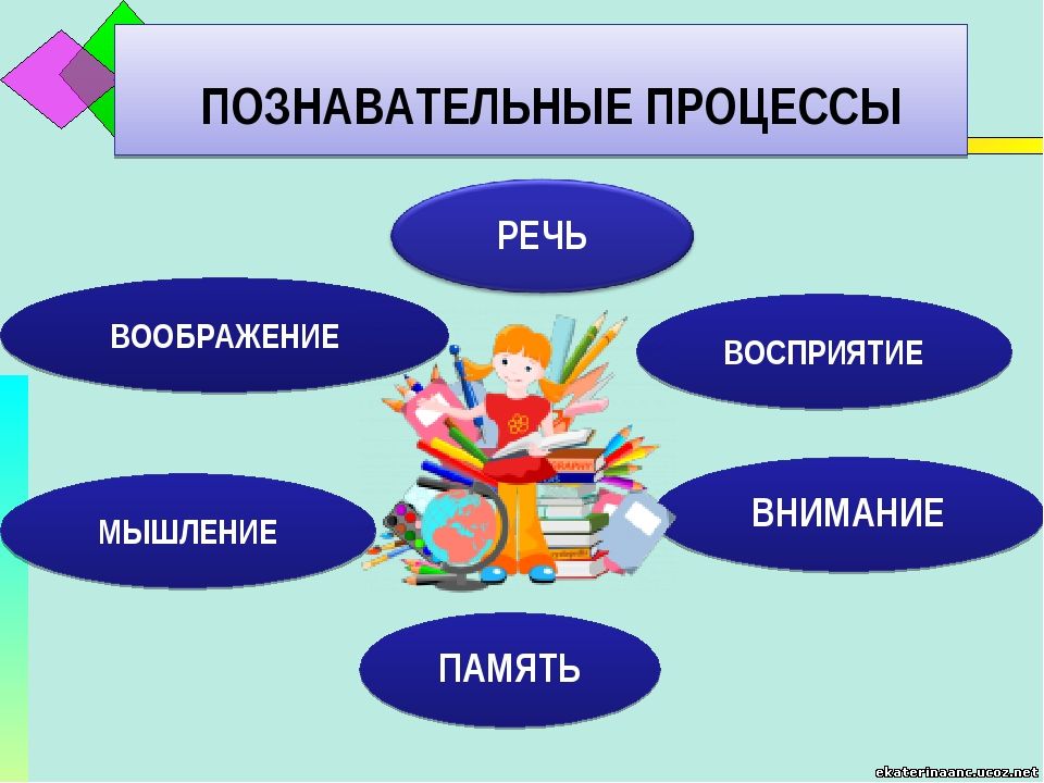 Познавательные процессы нарисовать схему